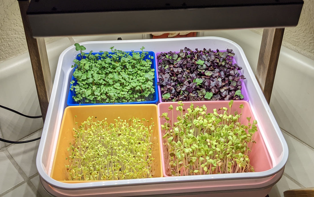 Growing Microgreens in the MicroQuad