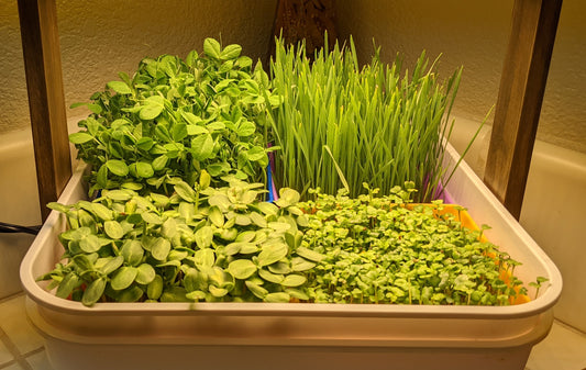 Microgreen Varieties