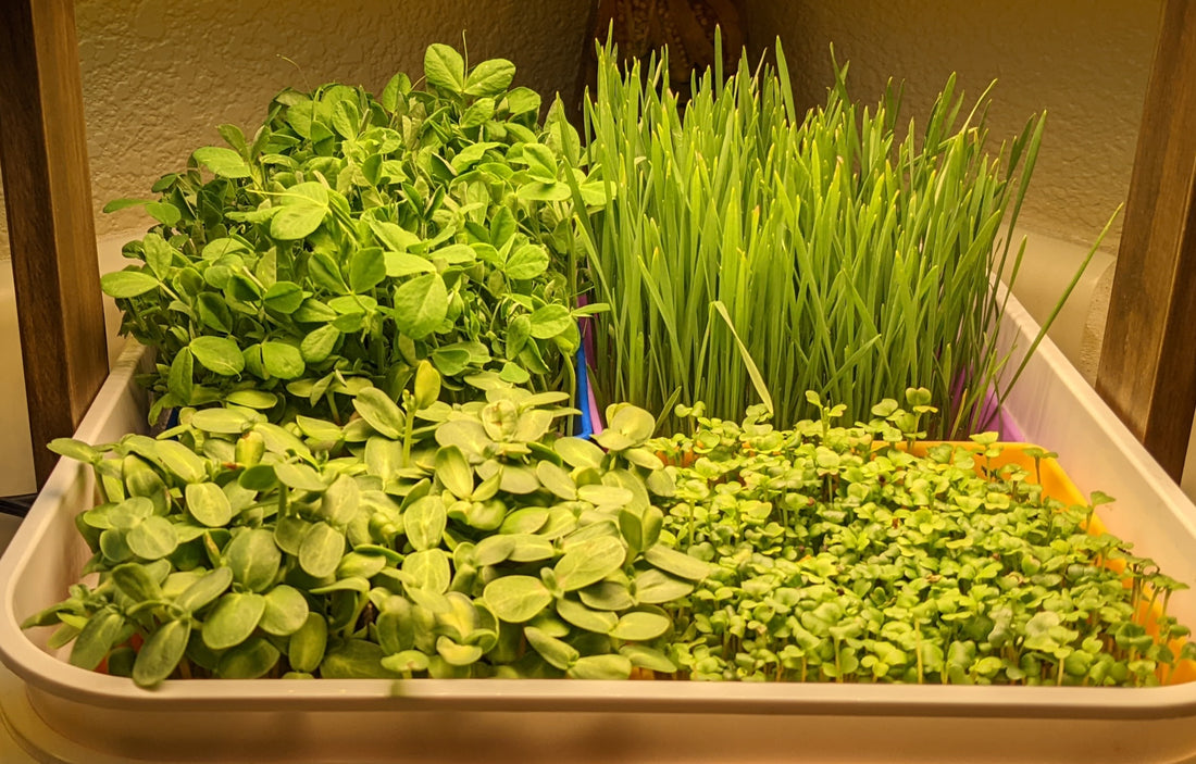 Why should people eat microgreens?