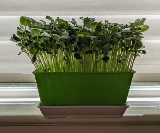 About Microgreens