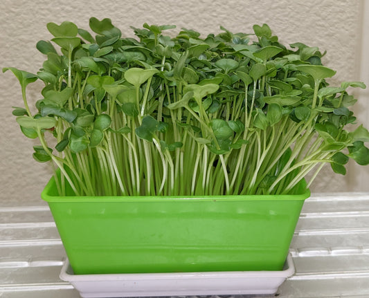 What are the nutritional benefits of radish microgreens?