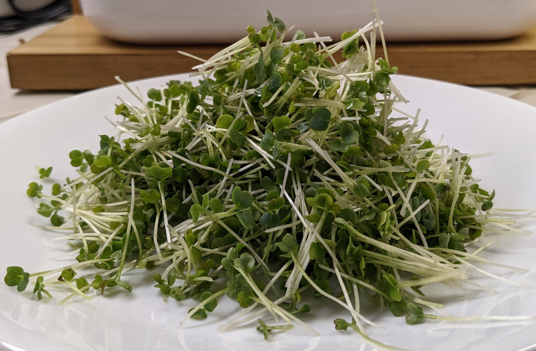 Creating a constant supply of microgreens