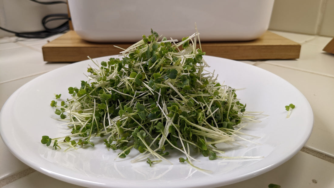 What are the nutrients in arugula microgreens?