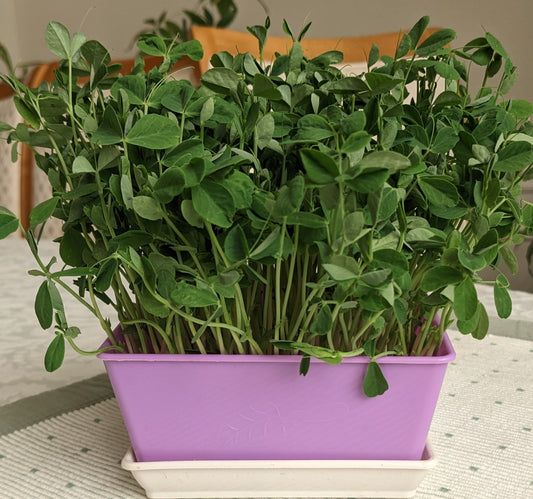 What are the nutrients in pea microgreens?