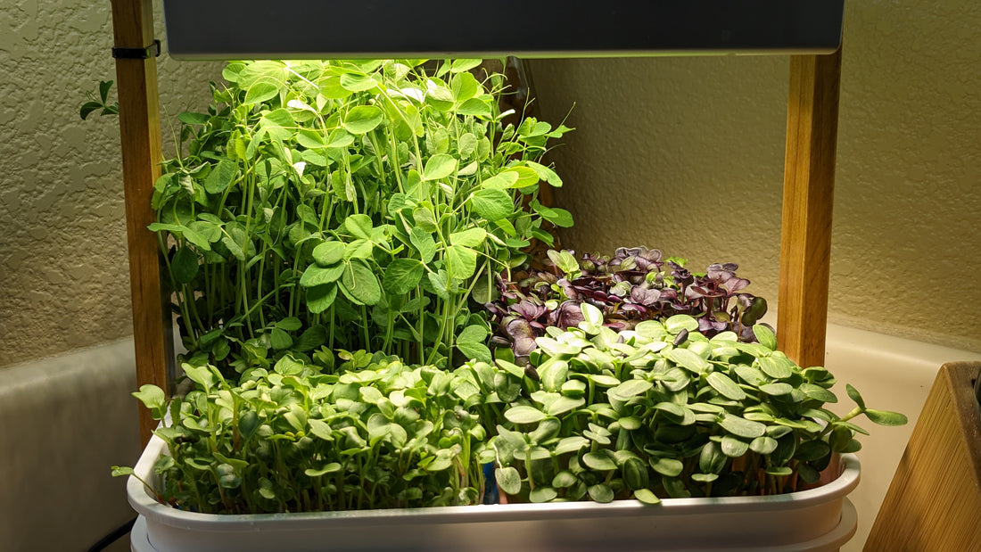 How does the nutrient content of microgreens compare their full grown counterparts?